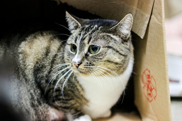 How Can Pet Owners in the UK Transition to Eco-Friendly Pet Care Practices?